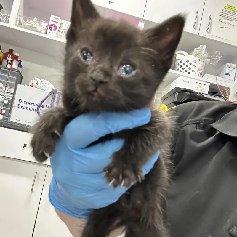 A baby small-sized male Black Domestic Short Hair cat named Ginger for adoption in Newark, NJ