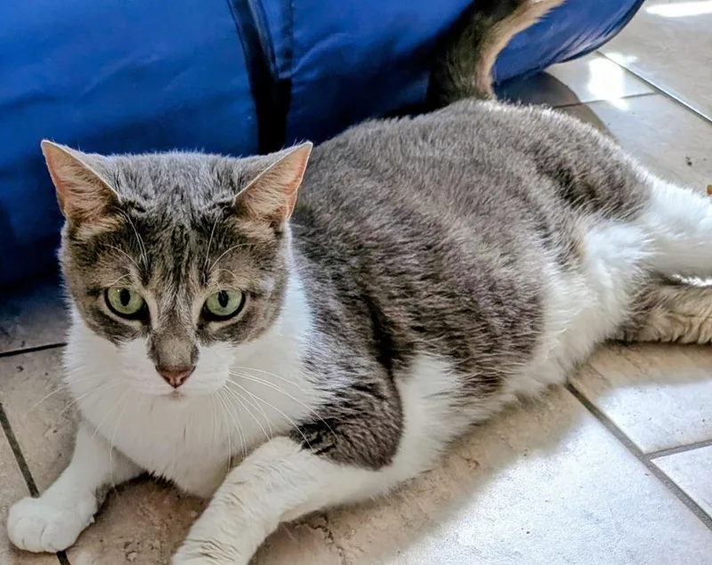A senior medium-sized female Domestic Short Hair cat named Rue for adoption in St. Augustine, FL