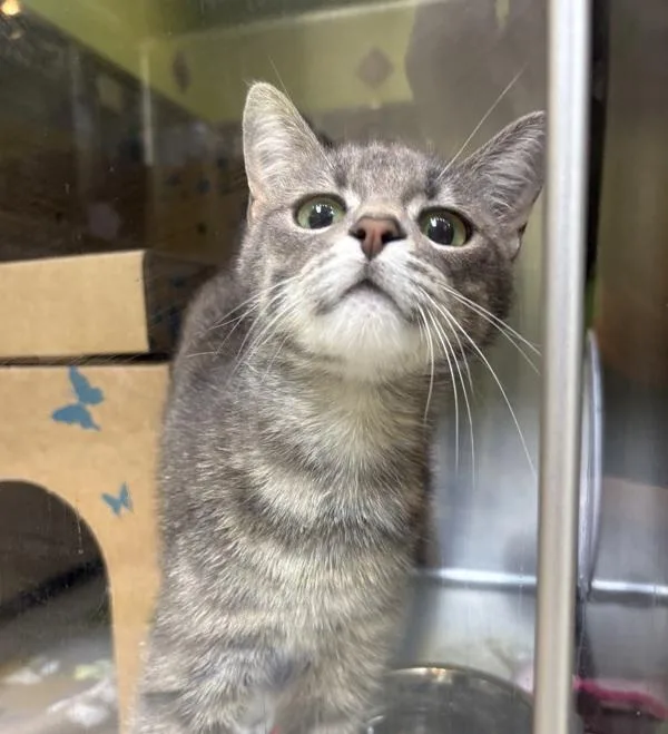 A young small-sized female Domestic Short Hair cat named Malibu for adoption in Sioux City, IA