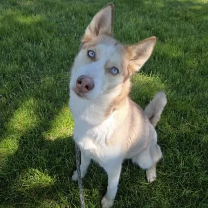 An adult medium-sized female Siberian Husky dog named Zoey for adoption in Wheaton, IL