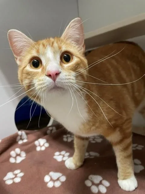 An adult medium-sized male Orange & White Domestic Short Hair cat named Topaz for adoption in Hayward, WI