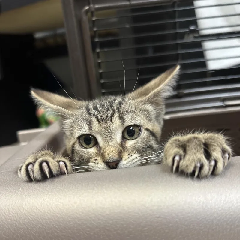 A baby small-sized female Gray / Blue / Silver Domestic Short Hair cat named Stimpy for adoption in Philadelphia, PA