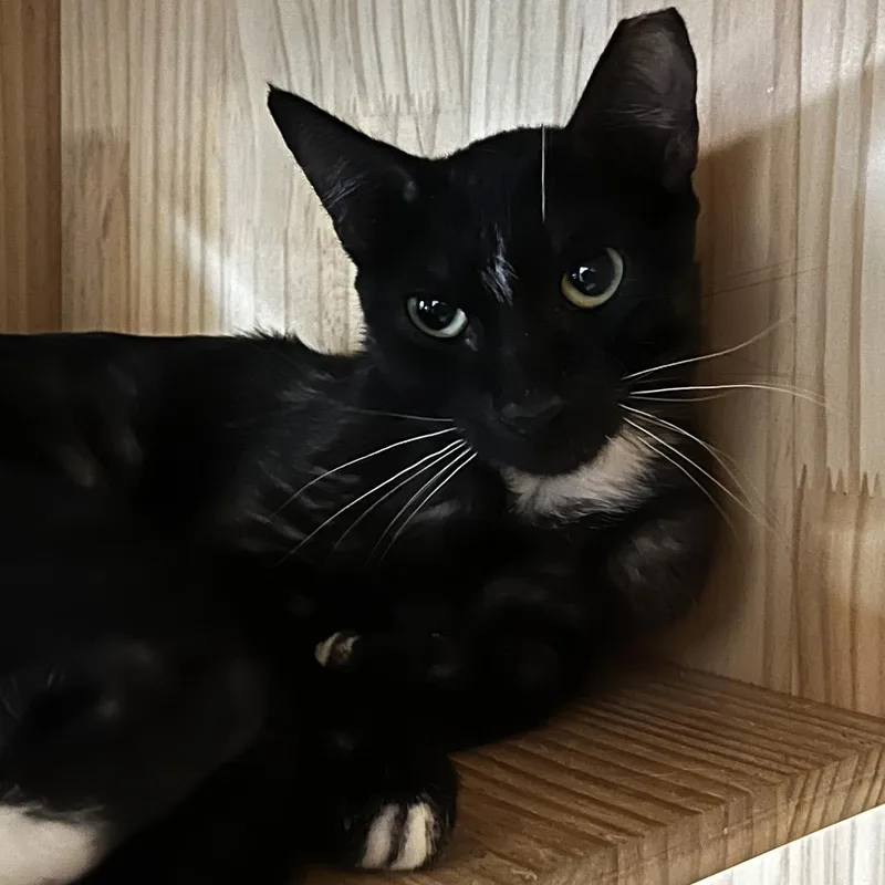 A young small-sized female Black Domestic Short Hair cat named Trix for adoption in Yucca Valley, CA