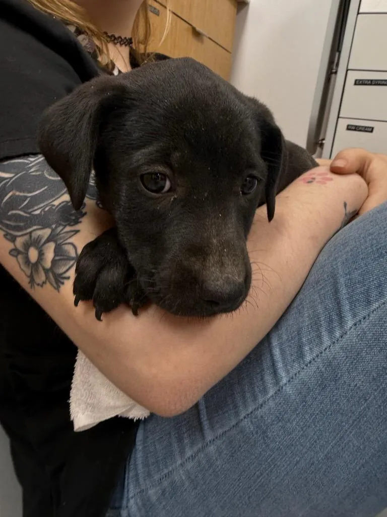 A baby small-sized female Labrador Retriever dog named Lemon for adoption in Hartsville, SC