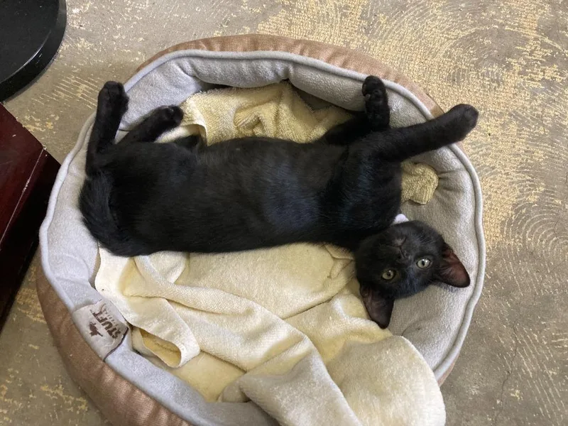 A baby small-sized male Domestic Short Hair cat named Tsunami for adoption in New Braunfels, TX