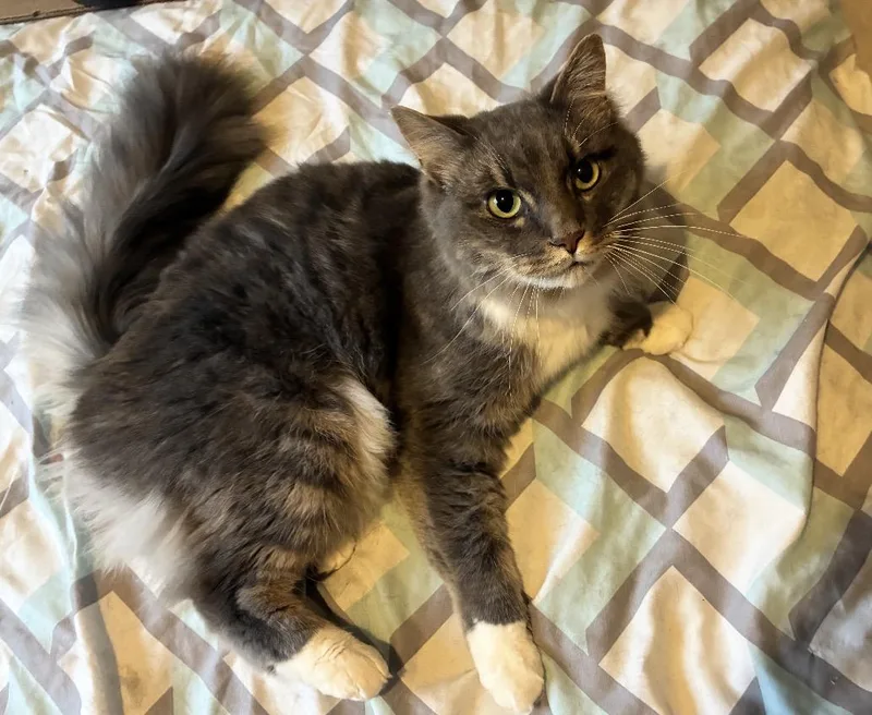 An adult extra large-sized male Domestic Medium Hair cat named Raskell for adoption in Wasilla, AK