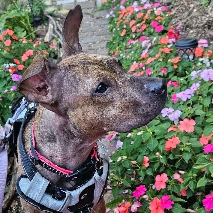 An adult medium-sized female Brindle Pit Bull Terrier dog named Gina for adoption in Wantagh, NY