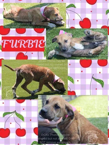A baby medium-sized female American Staffordshire Terrier dog named Furbie for adoption in Kenansville, NC