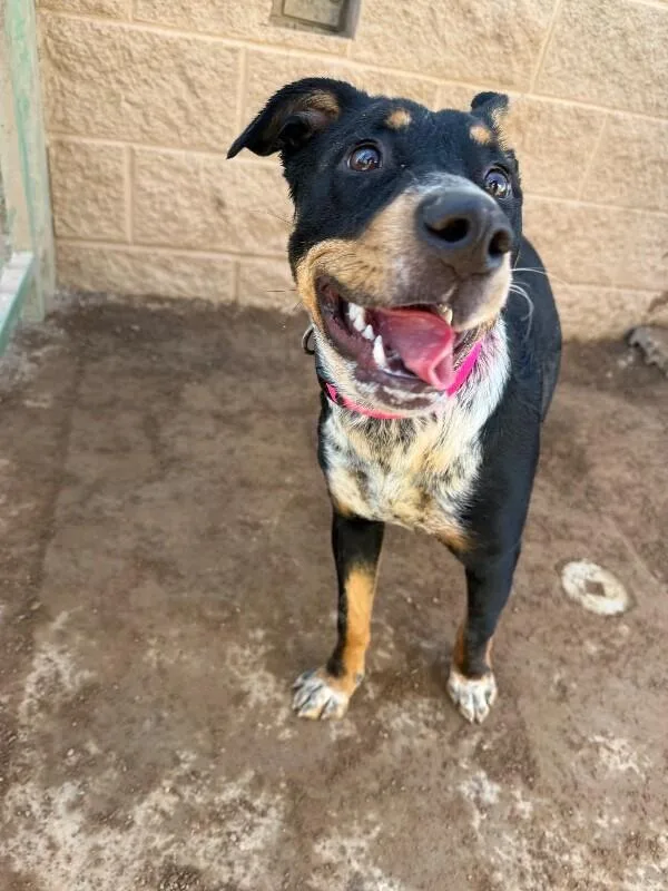 A young medium-sized female Tricolor (Brown, Black, & White) Rottweiler dog named Luna for adoption in Hobbs, NM