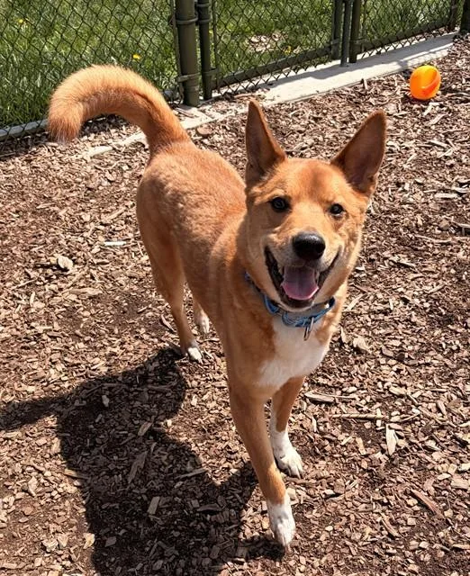 An adult medium-sized male Australian Shepherd dog named Carson for adoption in Leesburg, VA