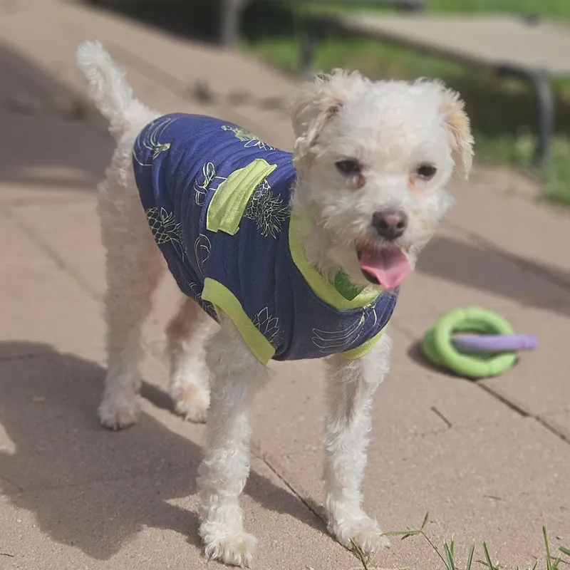 An adult small-sized female White / Cream Miniature Poodle dog named Fiona for adoption in Livonia, MI