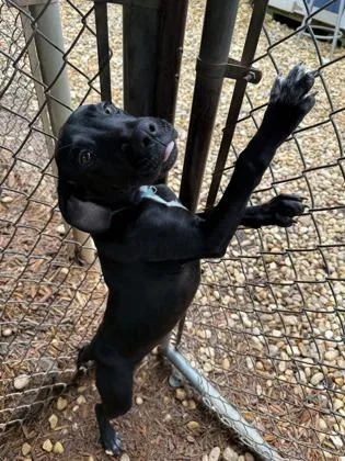 A baby medium-sized male Labrador Retriever dog named Kal for adoption in Cumming, GA