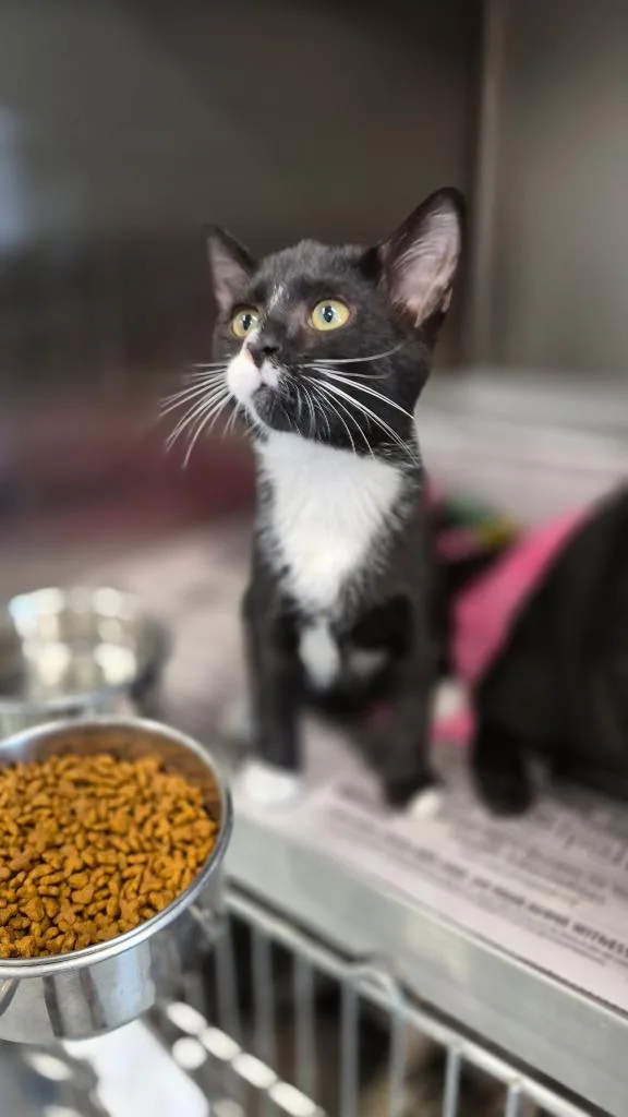 A baby medium-sized female Domestic Short Hair cat named Marilyn for adoption in Portland, IN