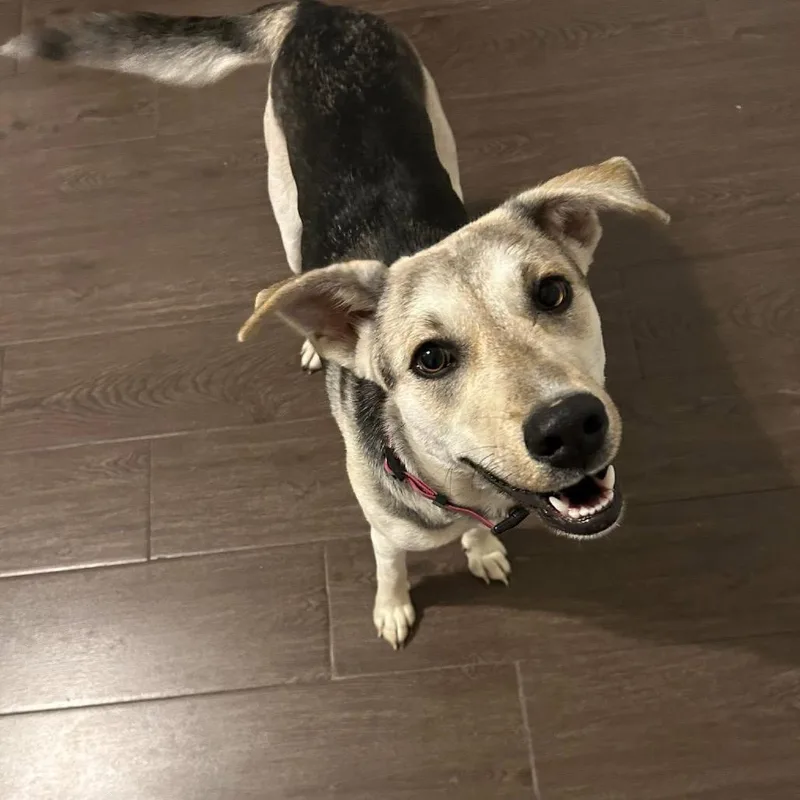 A young medium-sized female Gray / Blue / Silver German Shepherd Dog dog named Georgia Peach for adoption in New Orleans, LA