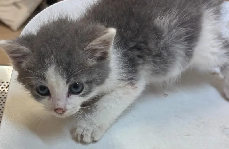 A baby small-sized male Domestic Short Hair cat named Freddie for adoption in Elizabethton, TN