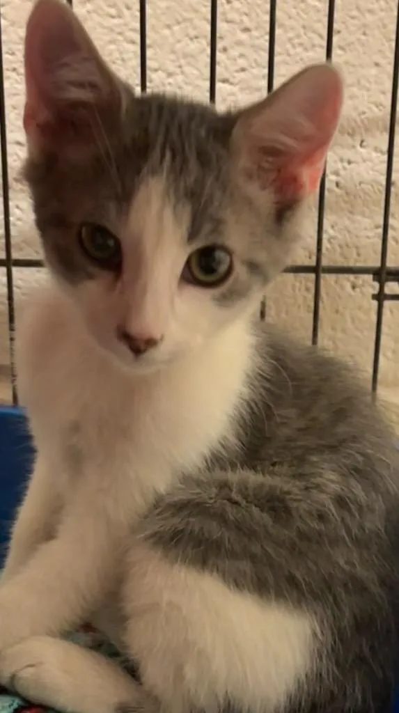 Freddie thumbnail 2