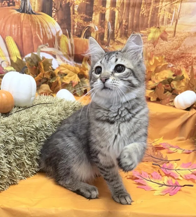 A baby small-sized male Domestic Medium Hair cat named August for adoption in Richmond, IN