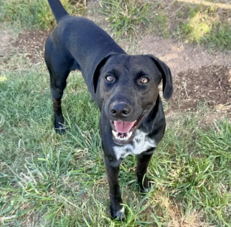 A young medium-sized male Labrador Retriever dog named Nate for adoption in Houston, TX