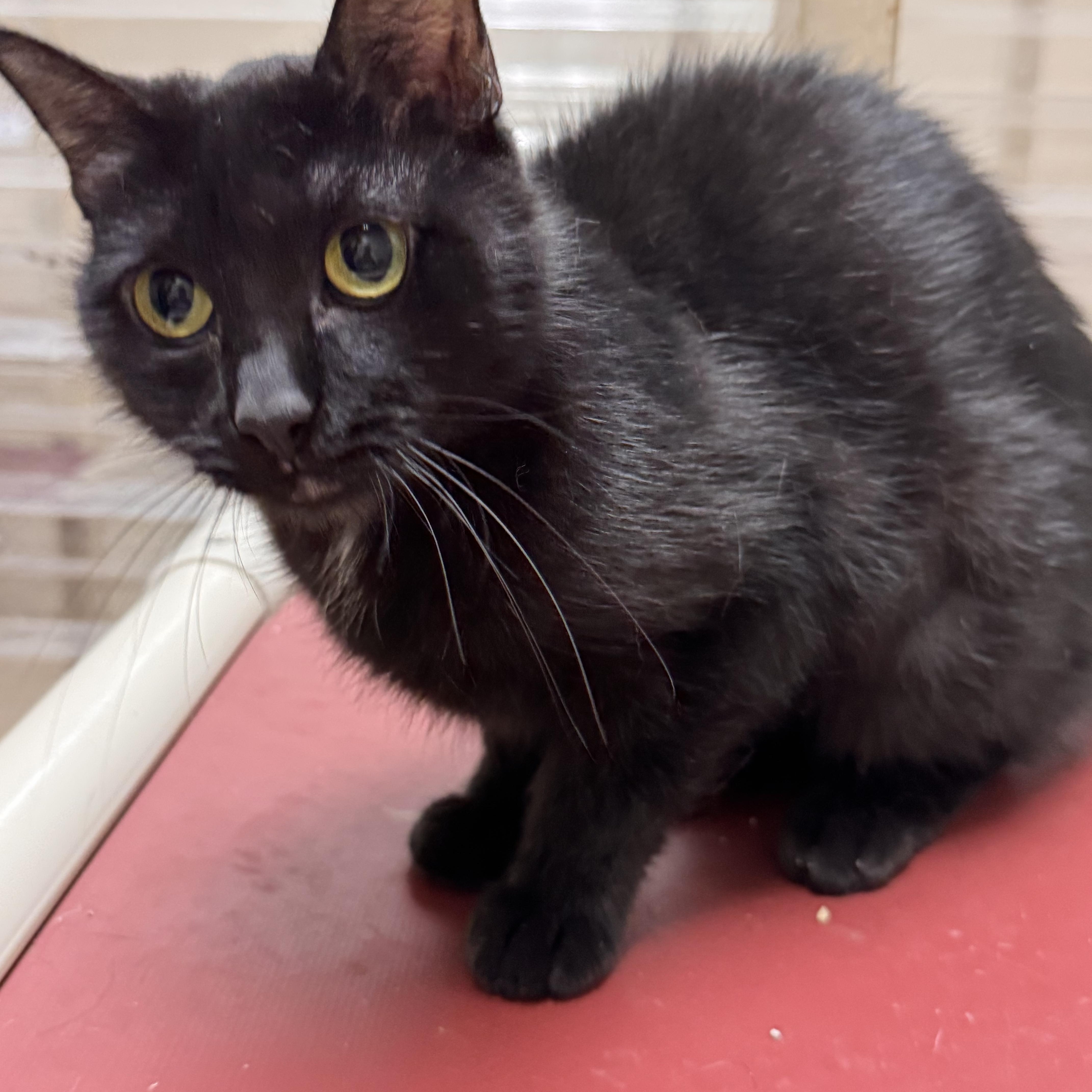 An adult medium-sized female Black Domestic Short Hair cat named Buffy for adoption in Logan, OH