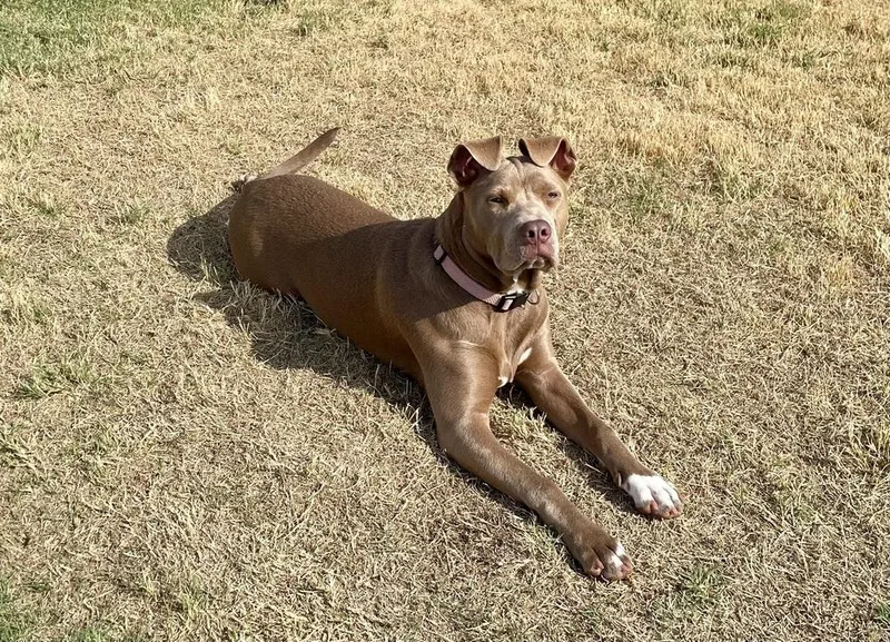 A young large-sized female Pit Bull Terrier dog named Remi for adoption in Warr Acres, OK