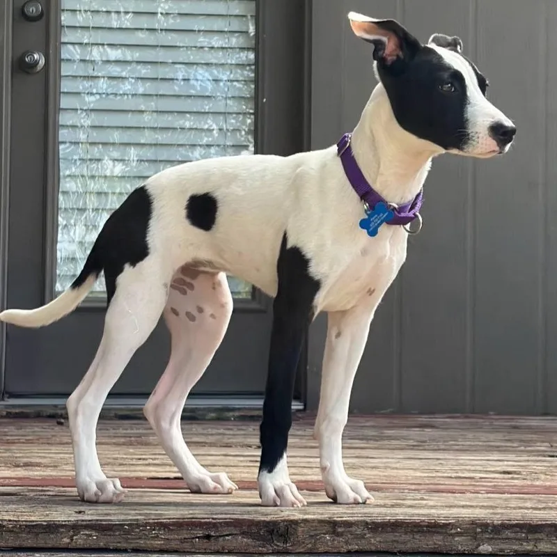 A baby small-sized female White / Cream Terrier dog named Little Miss Sweet for adoption in Austin, TX