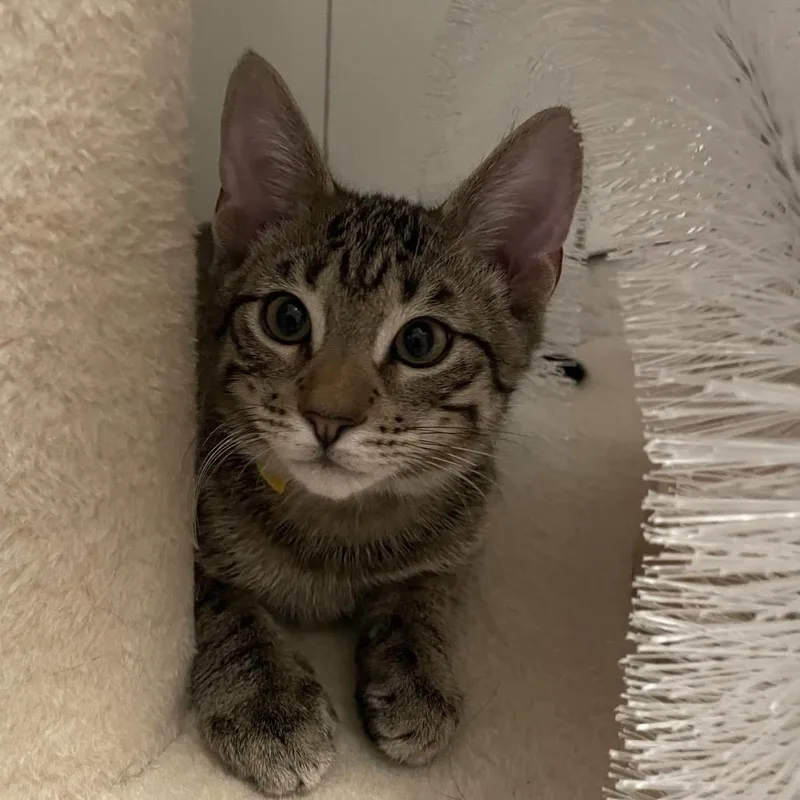 A baby small-sized male Brown / Chocolate Domestic Short Hair cat named Dallas for adoption in Roswell, GA