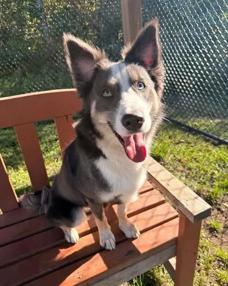 A young large-sized male Tricolor (Brown, Black, & White) Border Collie dog named Forest Tag for adoption in Central Islip, NY