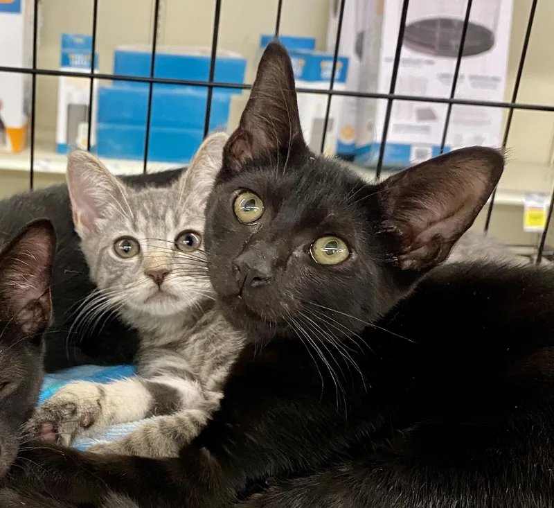 A baby large-sized male Black Domestic Short Hair cat named Amici for adoption in Red Bank, NJ