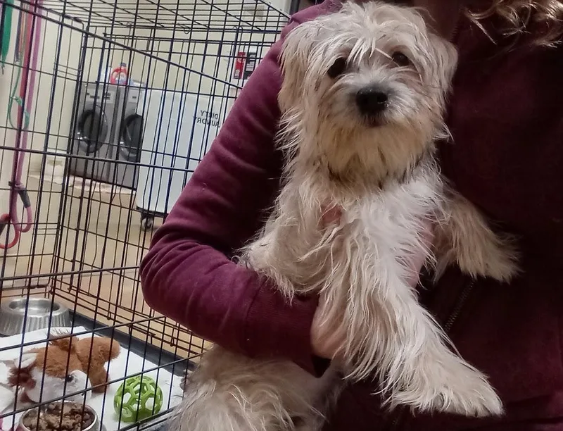 A young small-sized female Yorkshire Terrier dog named Spruce for adoption in Austin, MN