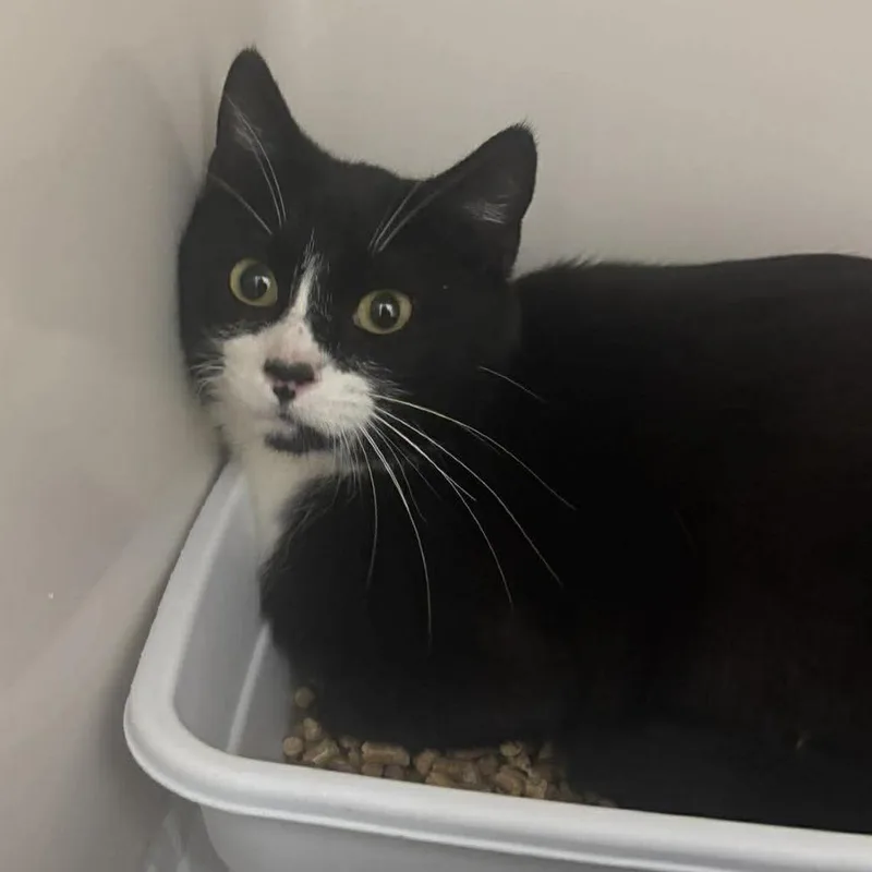 A young medium-sized female Black Domestic Short Hair cat named Amelia for adoption in Rocky Mount, VA