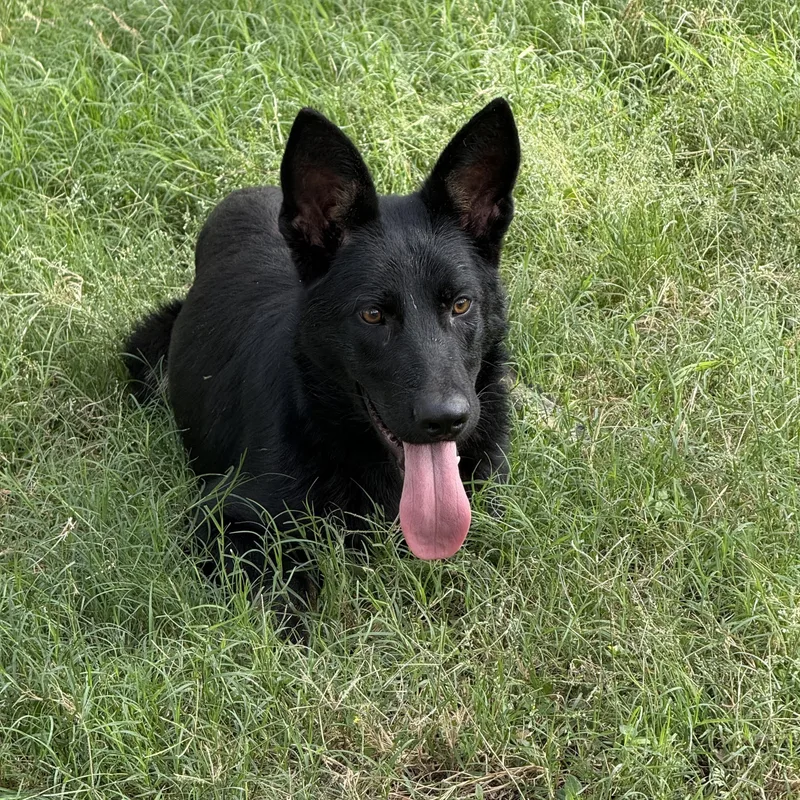 An adult medium-sized male Black German Shepherd Dog dog named Colby for adoption in Annandale, VA