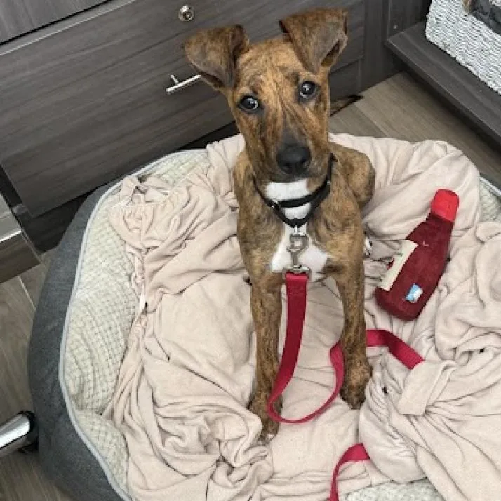 An adult large-sized female Brindle Mixed Breed dog named Dory for adoption in Jupiter, FL