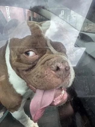 A young large-sized male Bulldog dog named Jimmy for adoption in Redmond, OR
