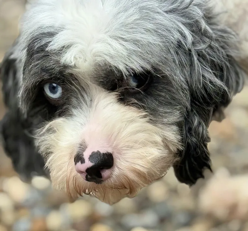A young small-sized male Miniature Poodle dog named Tony for adoption in North Olmsted, OH