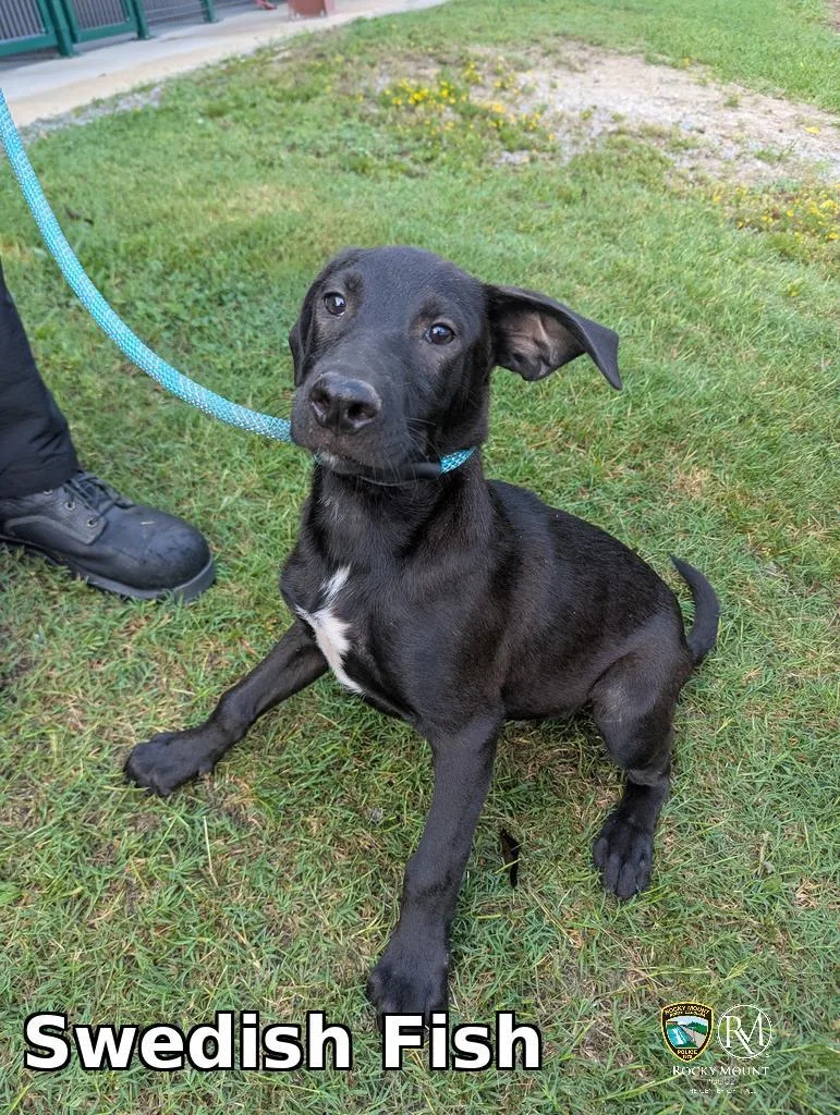 A baby medium-sized male Pit Bull Terrier dog named Swedish Fish for adoption in Rocky Mount, NC
