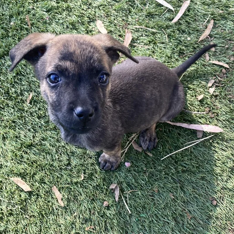 Junior