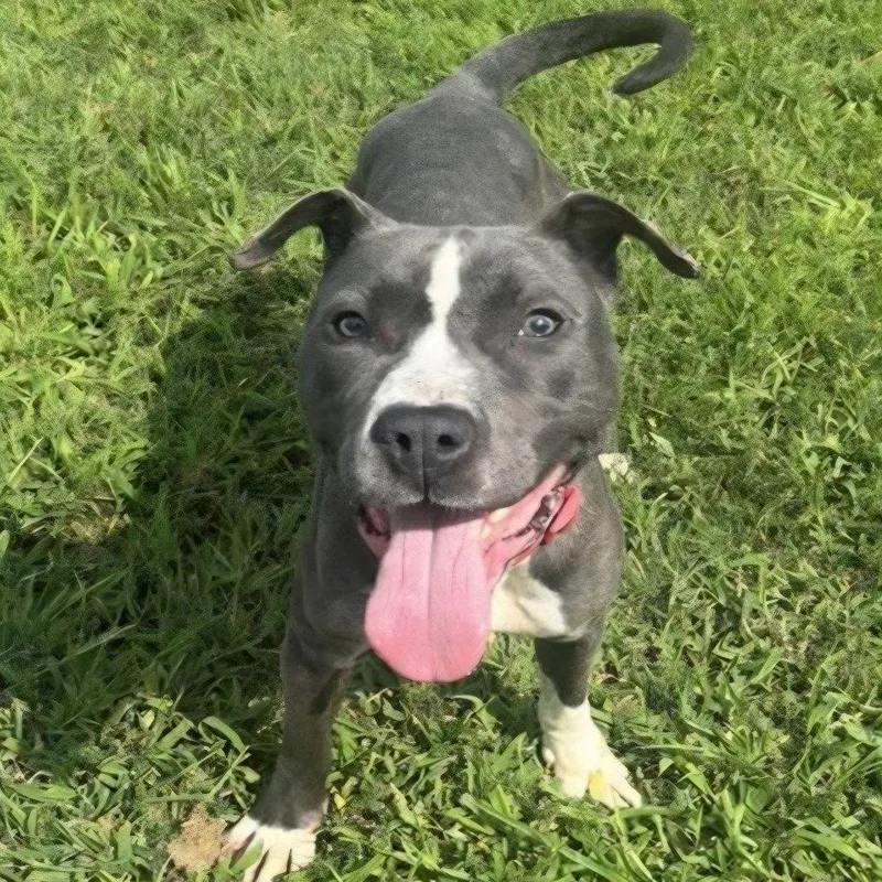 A young medium-sized female Pit Bull Terrier dog named Diamond for adoption in Baltimore, MD