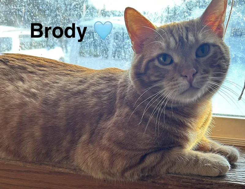 Brody