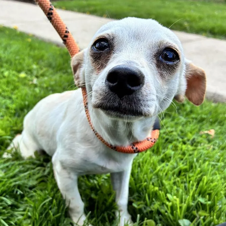 An adult small-sized male White / Cream Mixed Breed dog named Jumanji for adoption in Hinsdale, IL
