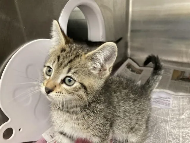 A baby small-sized female Domestic Short Hair cat named Cocoa for adoption in Fremont, CA