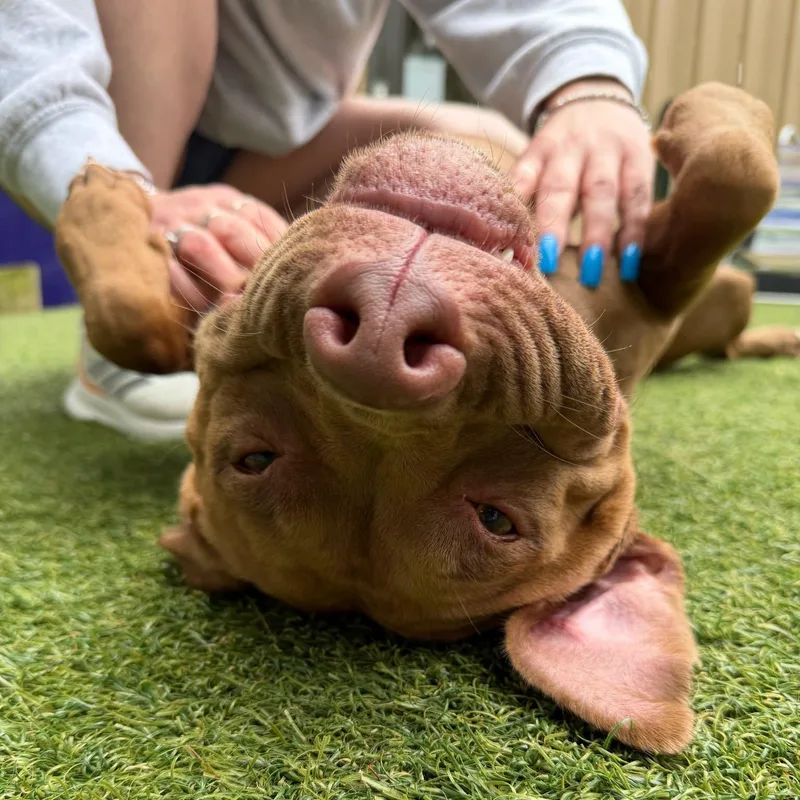 A young large-sized female Pit Bull Terrier dog named Lolly for adoption in Pembroke, MA