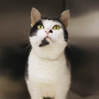 An adult small-sized female Black Domestic Short Hair cat named Maizy for adoption in Atlanta, GA