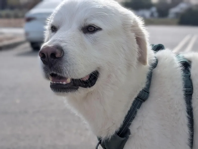 Brother Che'lu Sat thumbnail 3