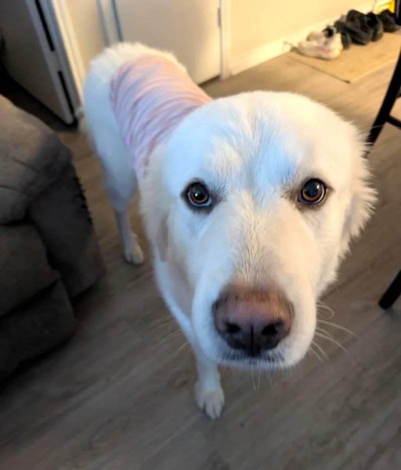 Brother Che'lu Sat thumbnail 5