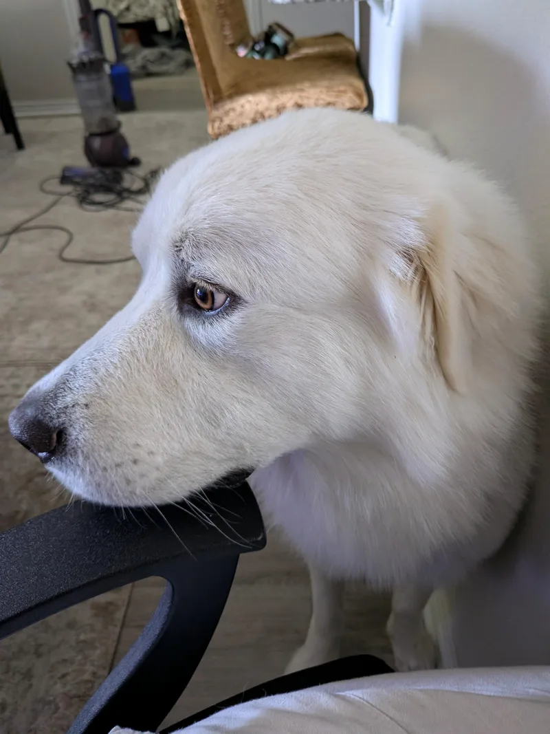 Brother Che'lu Sat thumbnail 6