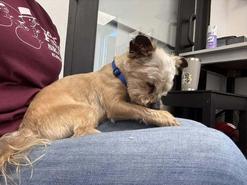 Canelo