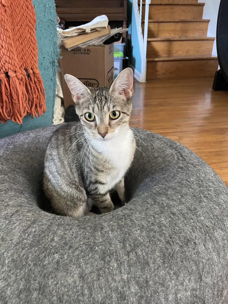 A young medium-sized female Domestic Short Hair cat named Alina for adoption in Broomall, PA