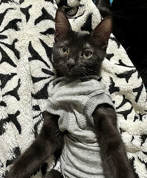 A baby medium-sized female Black Domestic Short Hair cat named Venture for adoption in Seal Beach, CA