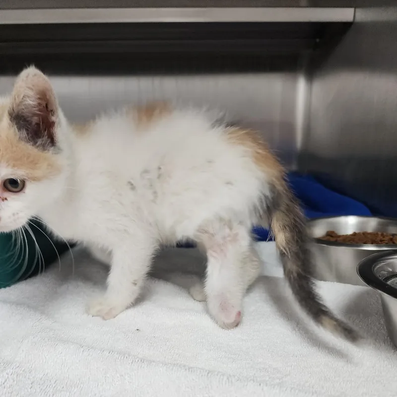 A baby small-sized female Calico Domestic Short Hair cat named Sandy Cheeks for adoption in Dixon, IL
