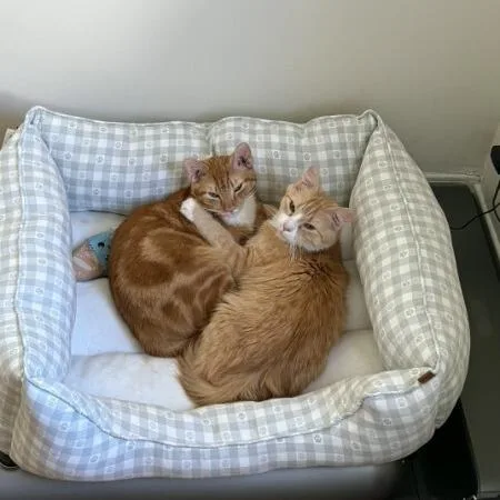 A young small-sized female Orange / Red Domestic Short Hair cat named Blossom for adoption in Brooklyn, NY